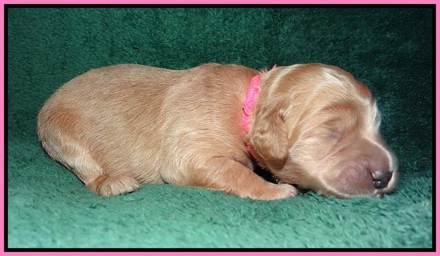 Ivory Talon pups 1 wk old1!