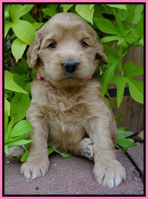 Ivory Talon pups 4 wks old 11