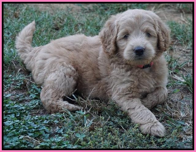 Ivory Talon pups 6 wks old31