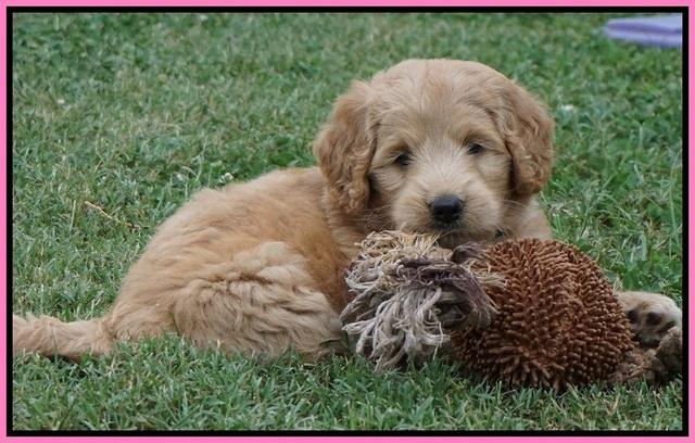 Ivory Talon pups 6 wks old41