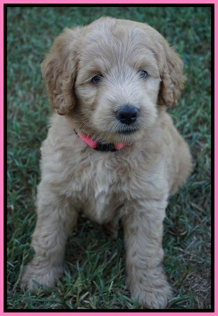 Ivory Talon pups 6 wks old51