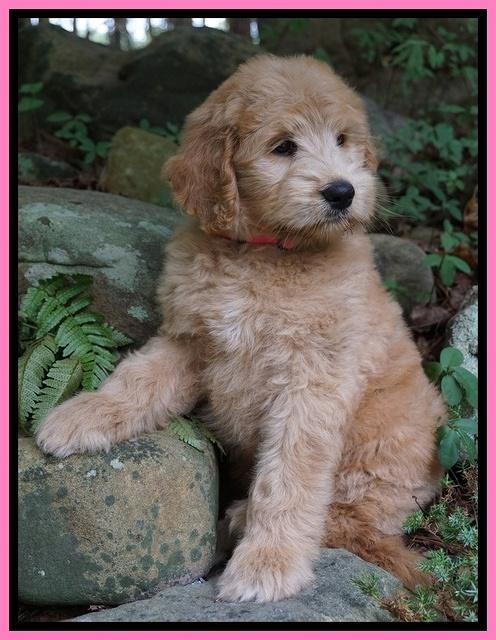 Ivory Talon pups 8 wks old211