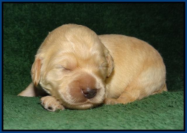 Ivory Talon pups 1 wk old4!