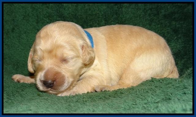 Ivory Talon pups 1 wk old5!