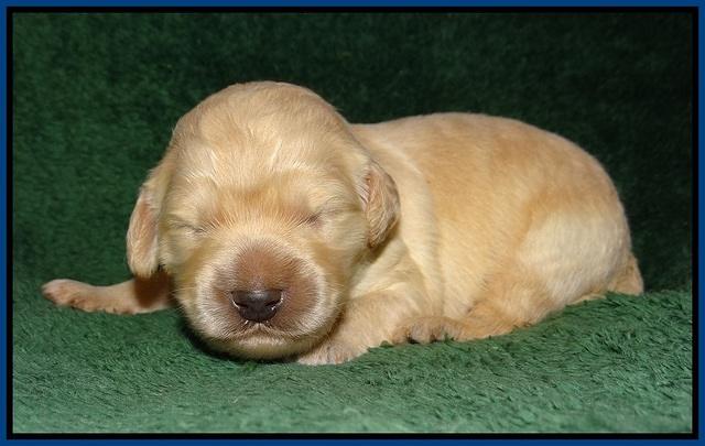 Ivory Talon pups 1 wk old6!
