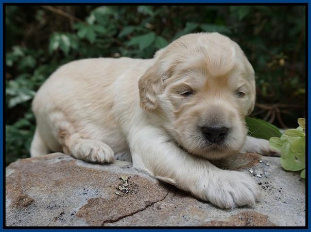 Ivory Talon pups 2 wks old 51