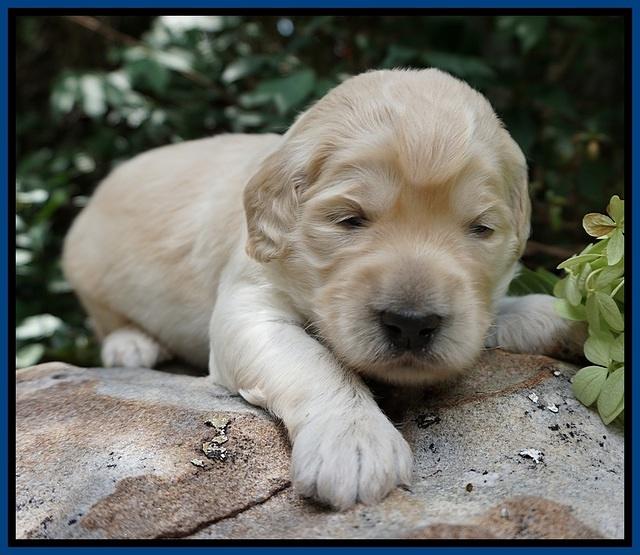 Ivory Talon pups 2 wks old 61