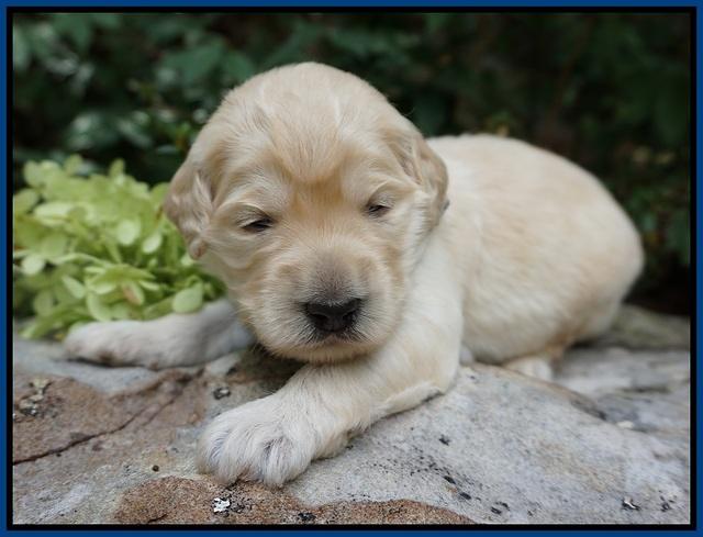 Ivory Talon pups 2 wks old 71