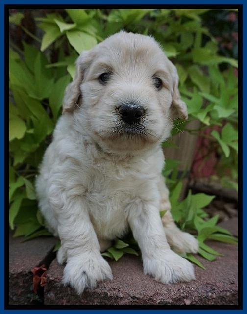 Ivory Talon pups 4 wks old 41