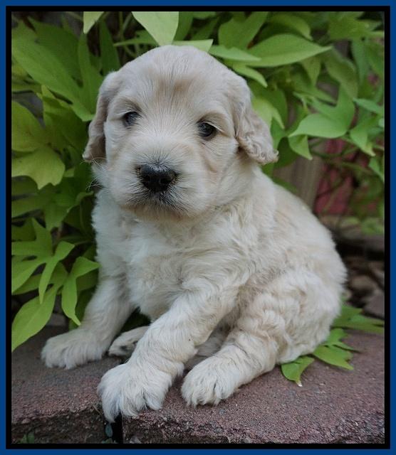 Ivory Talon pups 4 wks old 51