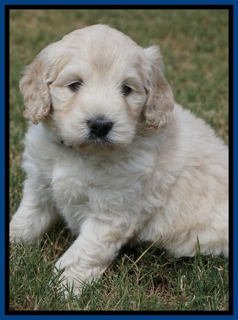 Ivory Talon pups 5 wks old 71