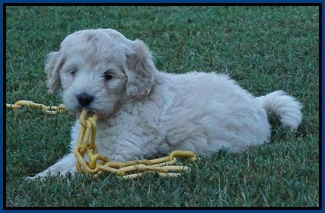 Ivory Talon pups 6 wks old81