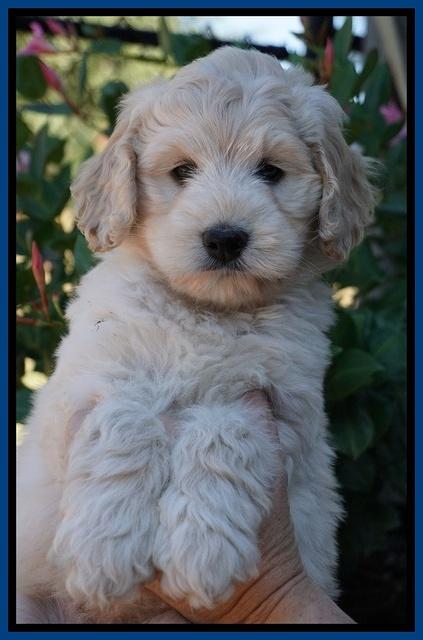 Ivory Talon pups 7 wks old 31