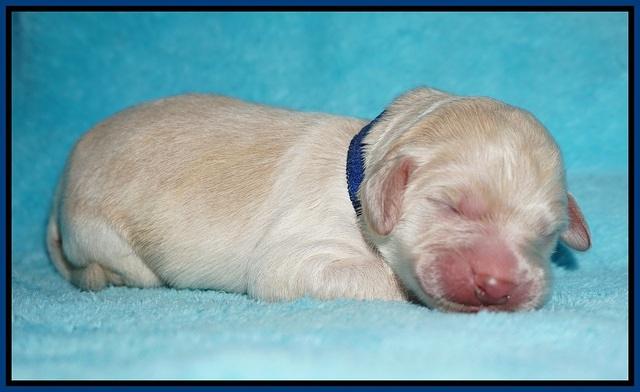Ivory Talon pups newborn 1 day old 71