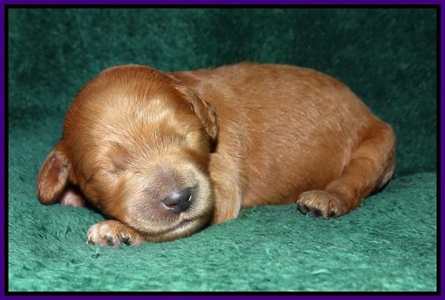 Ivory Talon pups 1 wk old9!