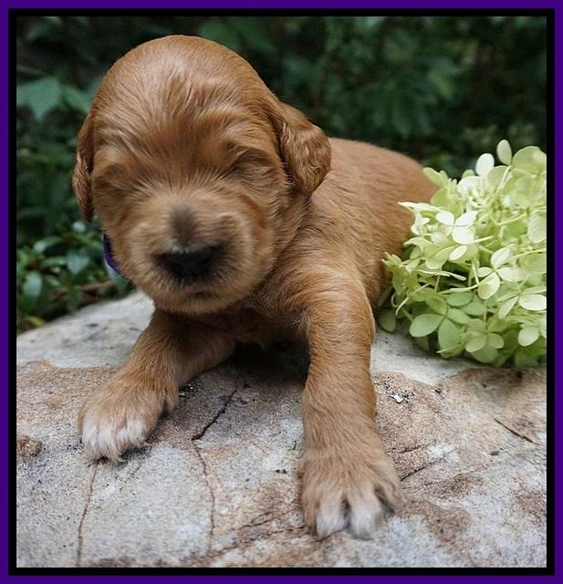 Ivory Talon pups 2 wks old 1100