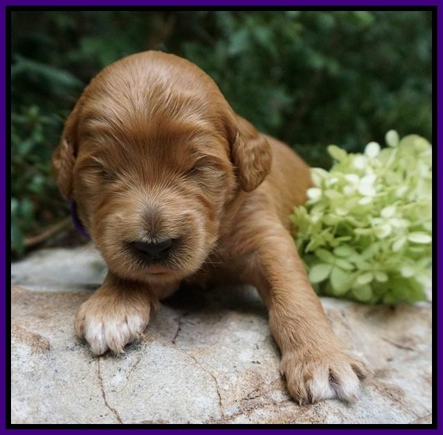 Ivory Talon pups 2 wks old 2100