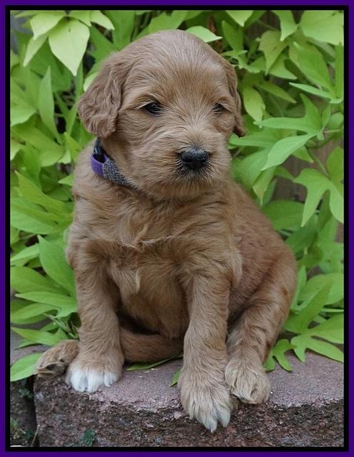 Ivory Talon pups 4 wks old 81