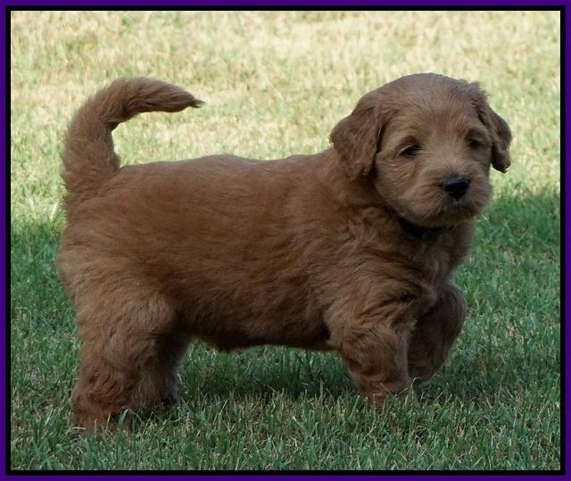 Ivory Talon pups 5 wks old 121