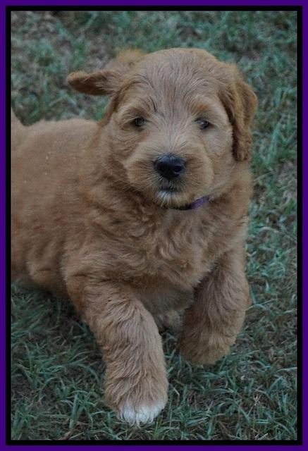 Ivory Talon pups 6 wks old131
