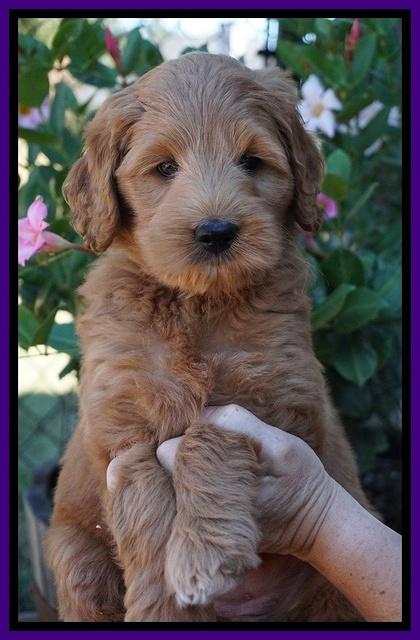 Ivory Talon pups 7 wks old 71