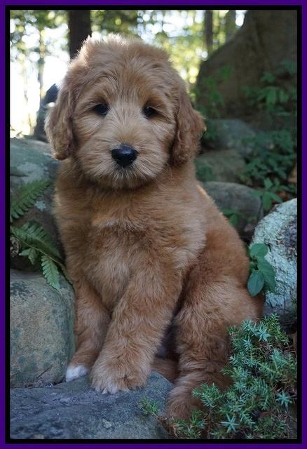 Ivory Talon pups 8 wks old101