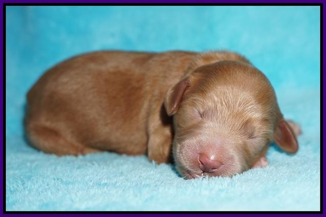 Ivory Talon pups newborn 1 day old 91