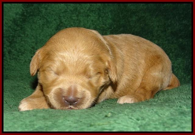 Ivory Talon pups 1 wk old13!