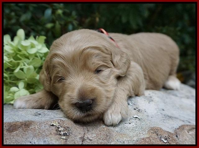 Ivory Talon pups 2 wks old 111