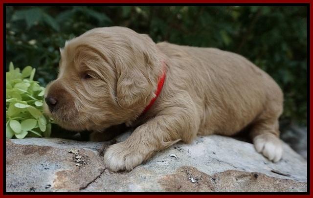 Ivory Talon pups 2 wks old 91