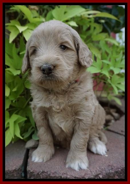 Ivory Talon pups 4 wks old 121