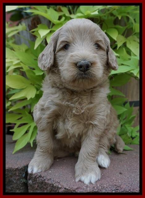 Ivory Talon pups 4 wks old 131