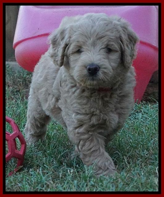 Ivory Talon pups 6 wks old171