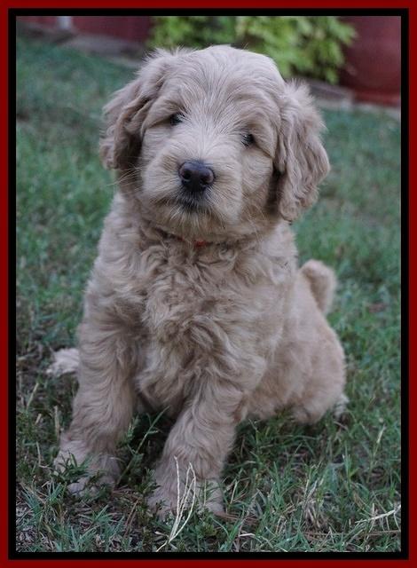 Ivory Talon pups 6 wks old191