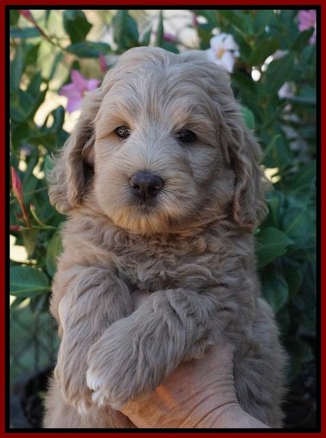 Ivory Talon pups 7 wks old 121