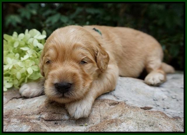 Ivory Talon pups 2 wks old 141