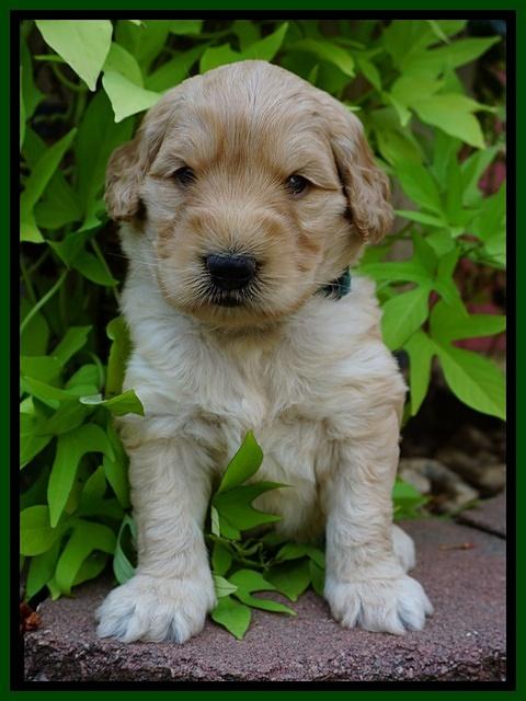 Ivory Talon pups 4 wks old 181