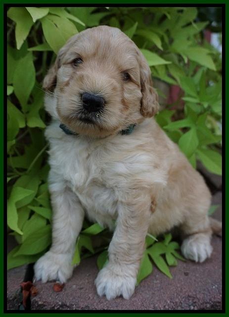 Ivory Talon pups 4 wks old 191
