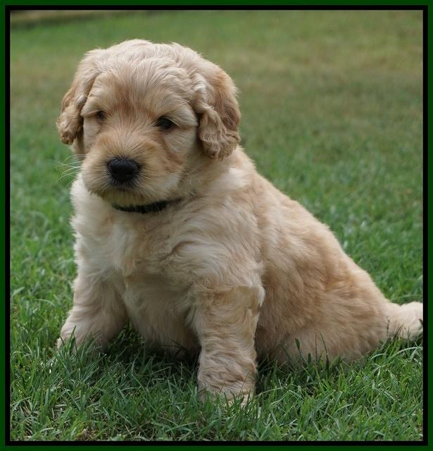 Ivory Talon pups 5 wks old 231
