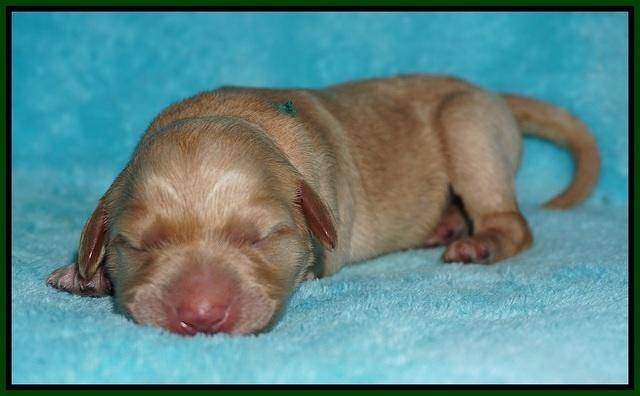Ivory Talon pups newborn 1 day old 131
