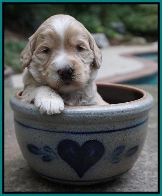 Ivory Talon pups 3 wks old 191
