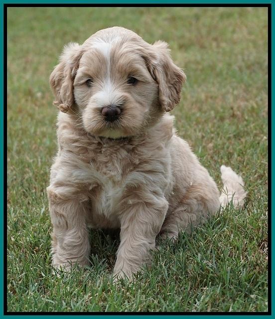 Ivory Talon pups 5 wks old 251