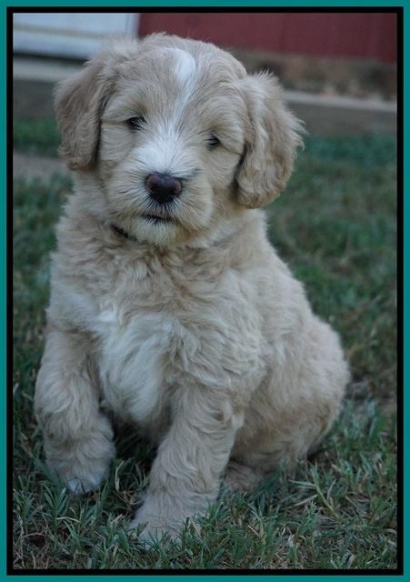 Ivory Talon pups 6 wks old281