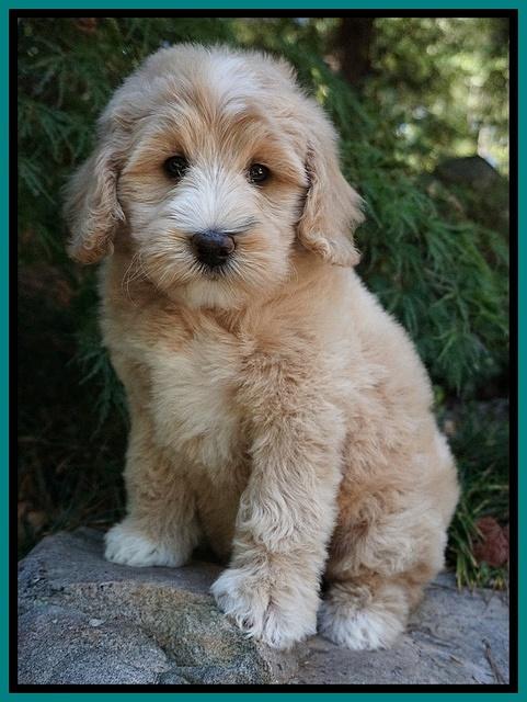 Ivory Talon pups 8 wks old21