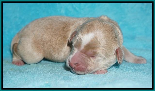 Ivory Talon pups newborn 1 day old 161