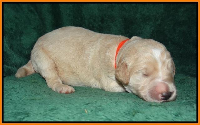 Ivory Talon pups 1 wk old21!