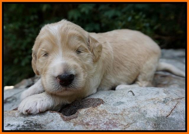 Ivory Talon pups 2 wks old 191