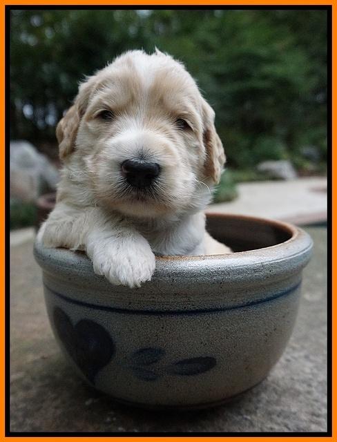 Ivory Talon pups 3 wks old 241