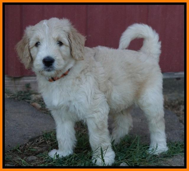 Ivory Talon pups 6 wks old341