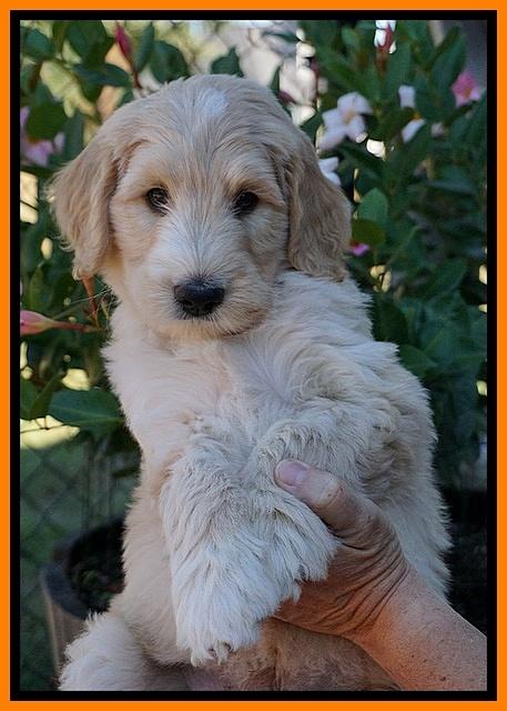 Ivory Talon pups 7 wks old 201